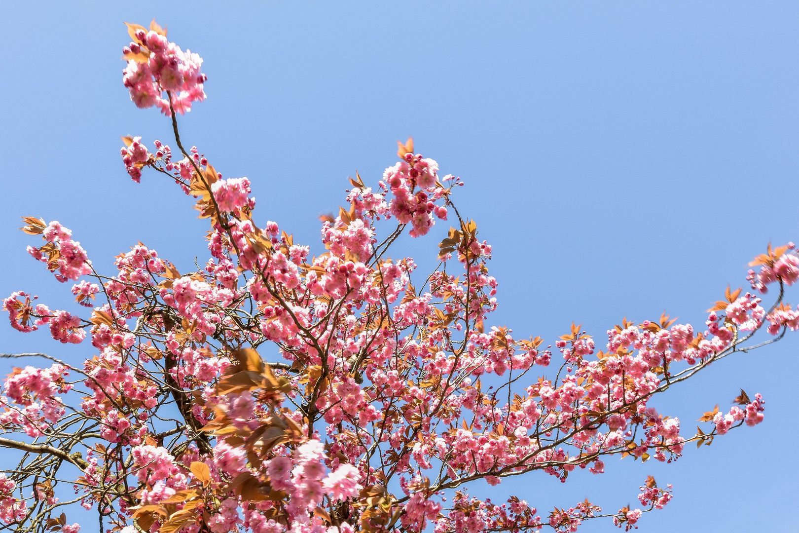 Waalhavenstraat 2, Badhoevedorp foto-55