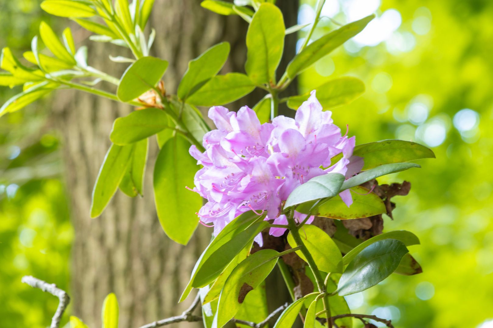 Eeuwigelaan 25, Bergen (nh) foto-36