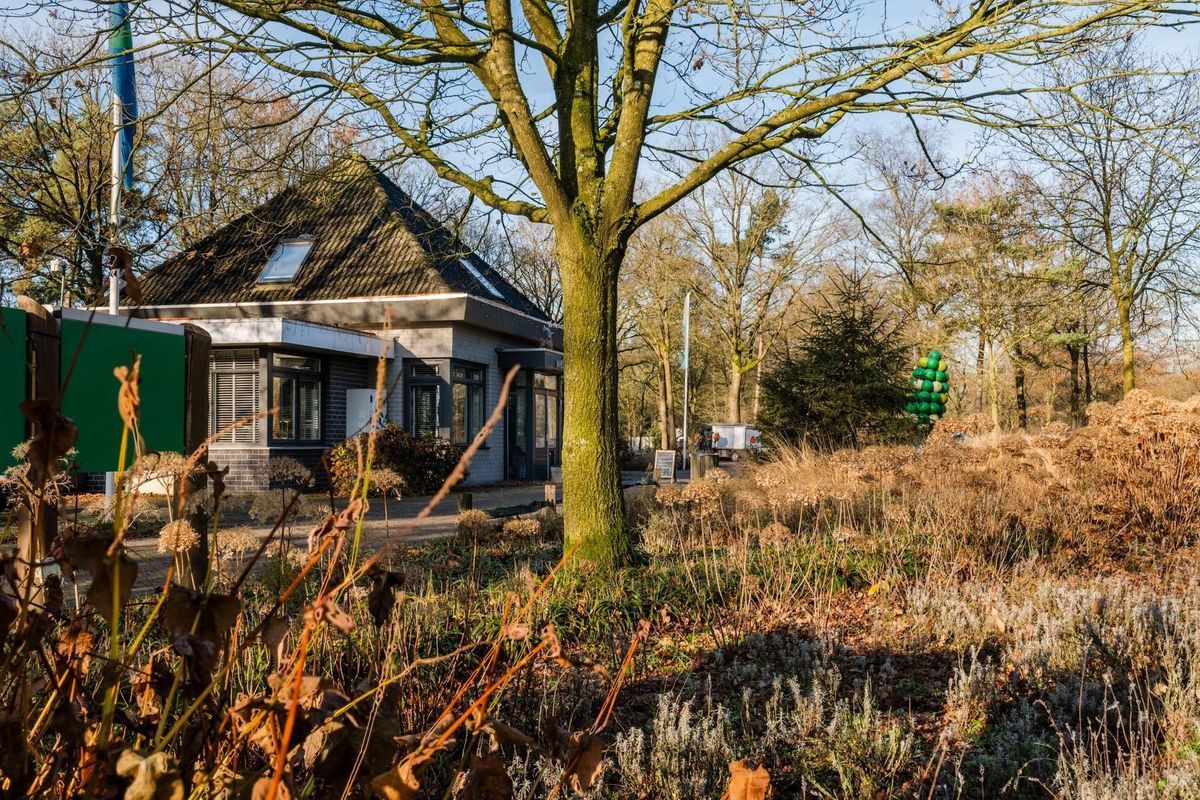 Flaasbloem huisnr 1365 Photo Blur 21