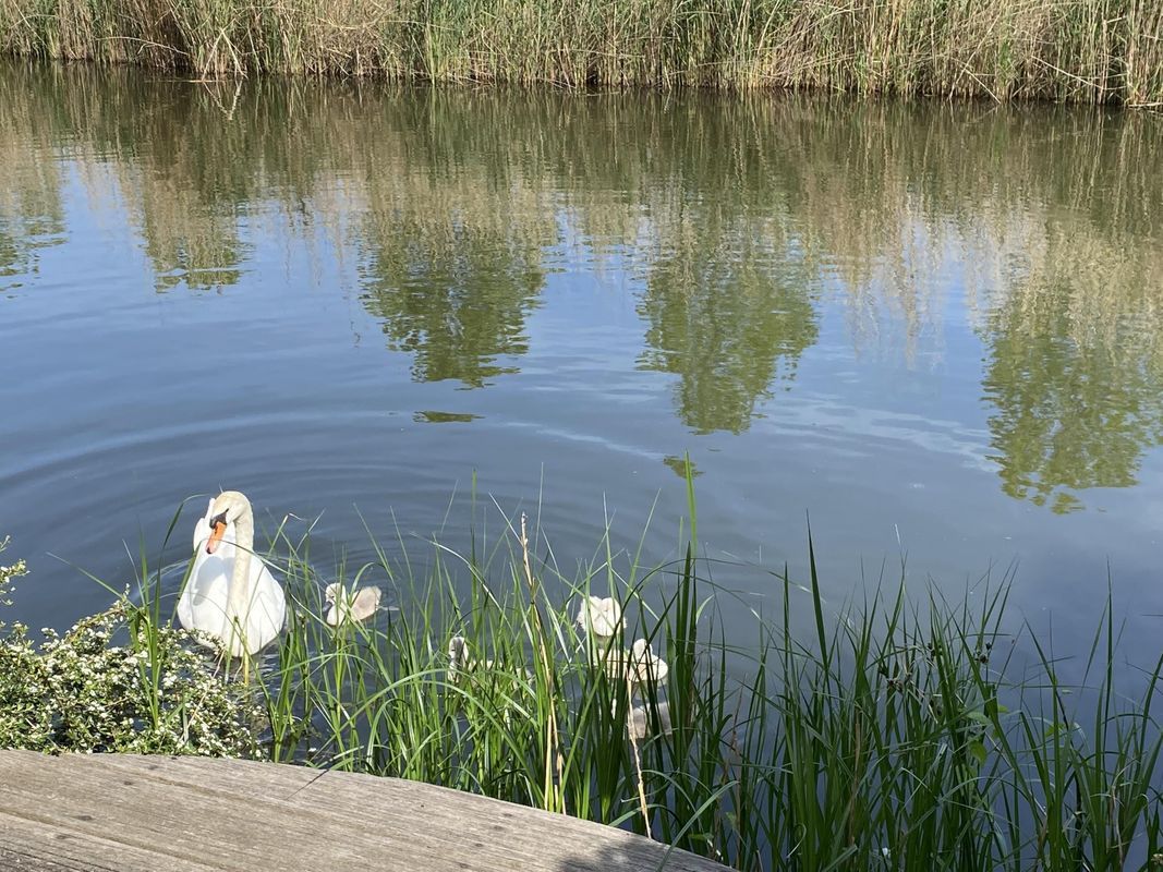 Berlageplan 71 Photo Blur 25