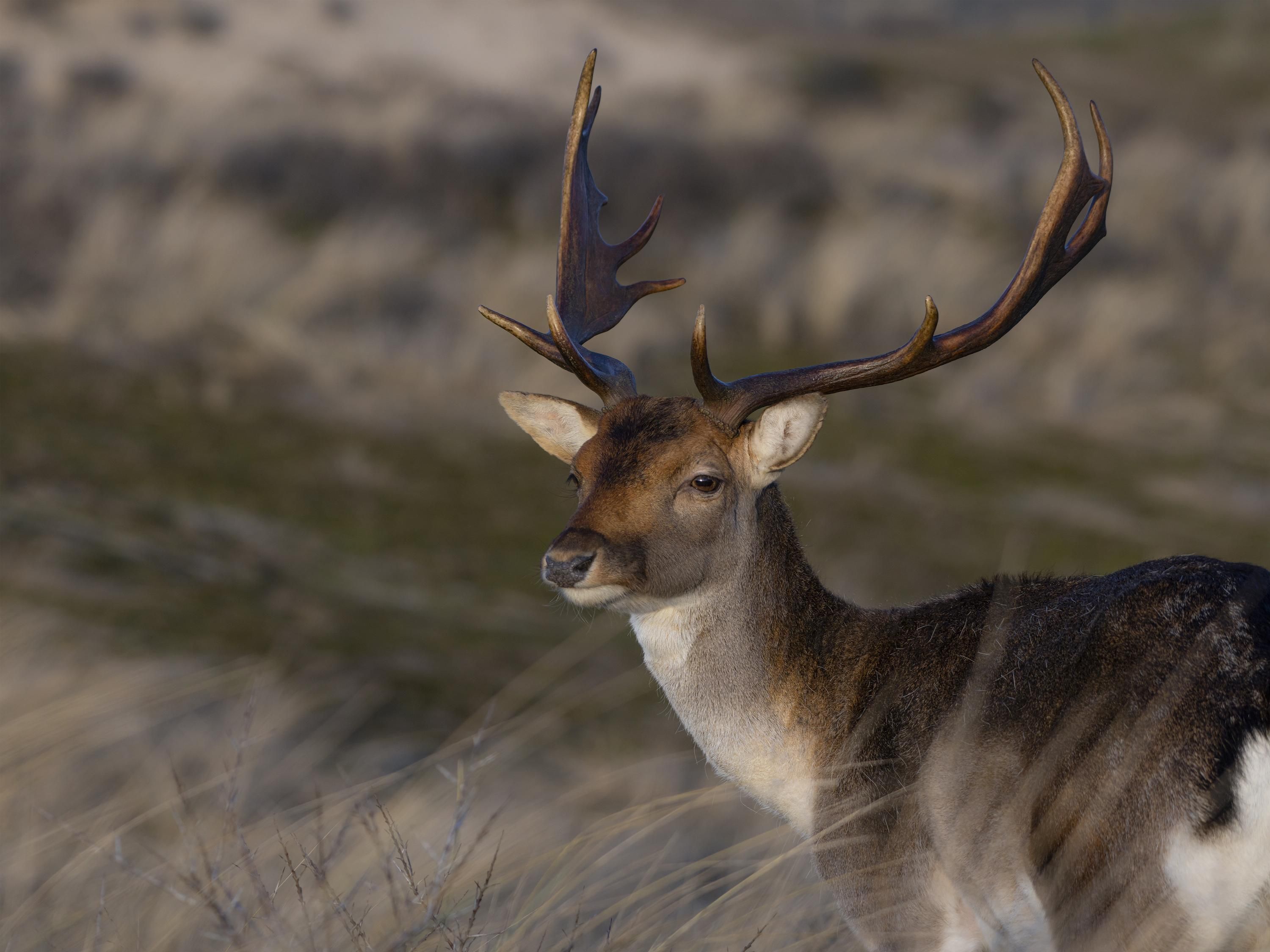 Zandvoortselaan 131 Photo Blur 48