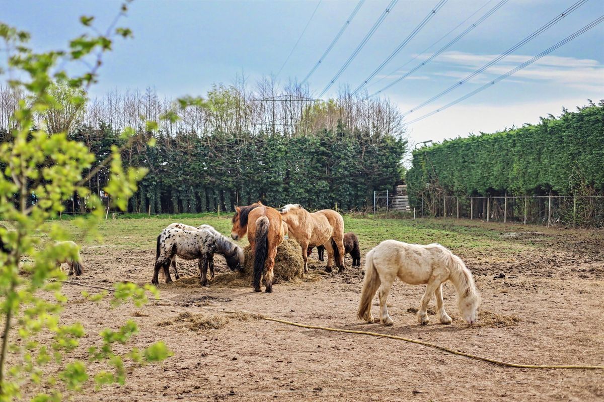 Blaaksedijk 204 Photo 35