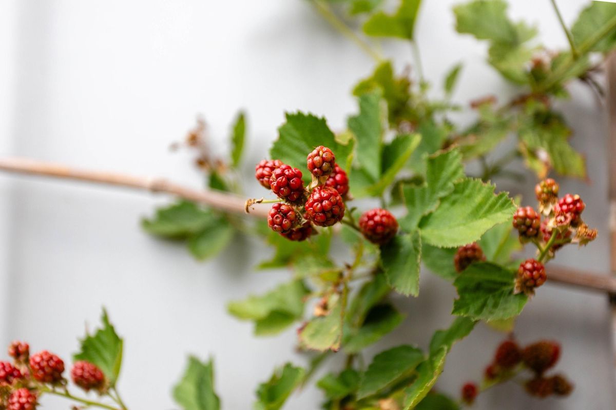 Merwedestraat 3-BSA Photo Blur 16