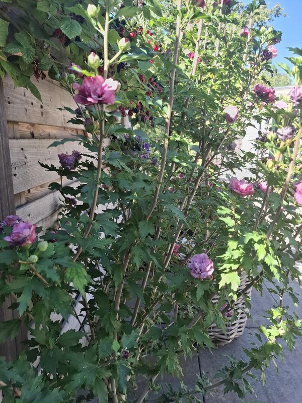 Graaf Dudosingel 3 Photo Blur 31