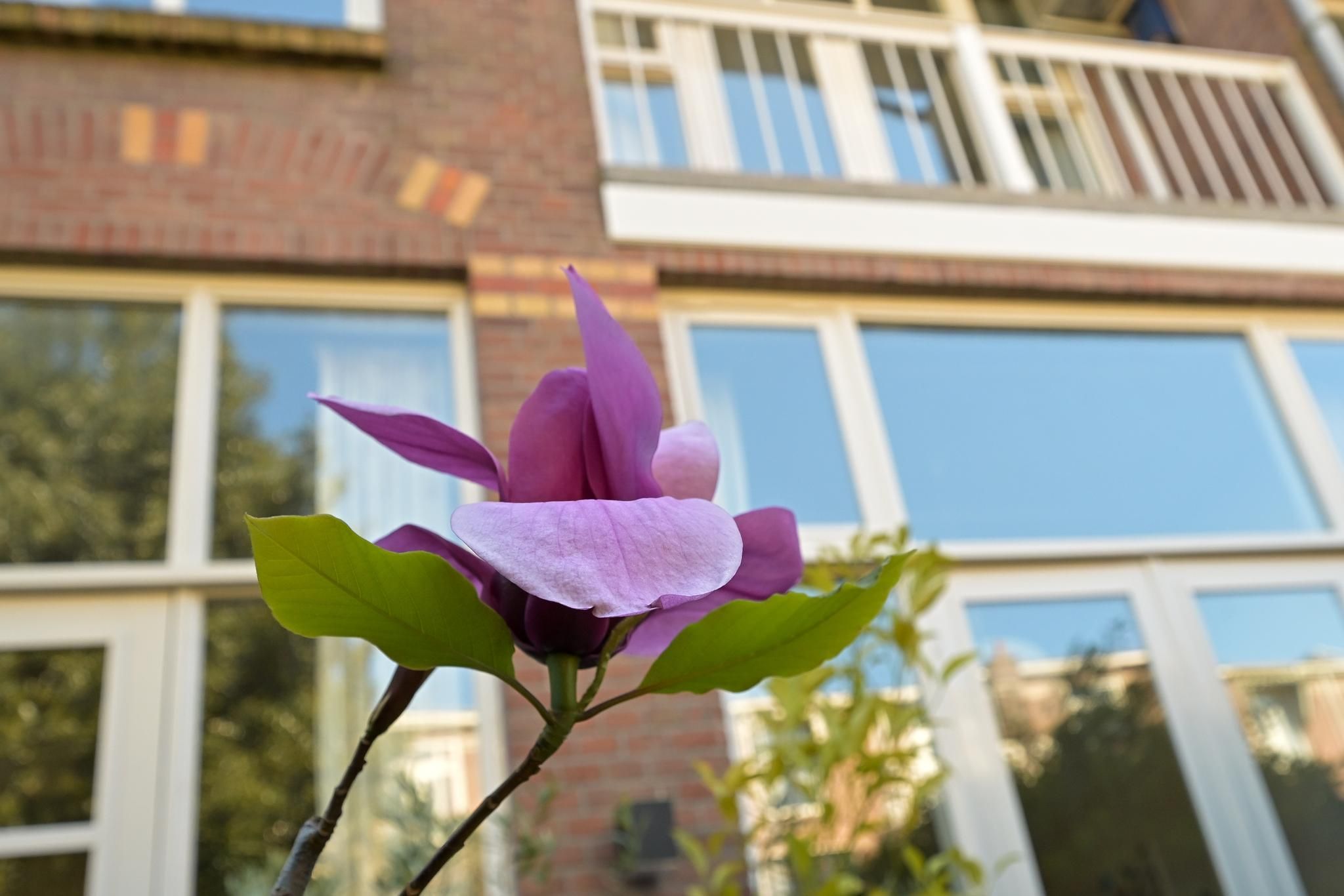 Buijs Ballotstraat 45 Photo Blur 20