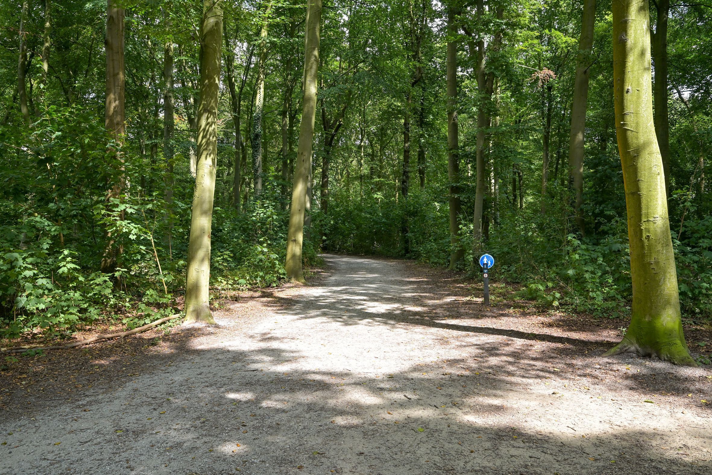 Laan van Clingendael 2 Photo Blur 63