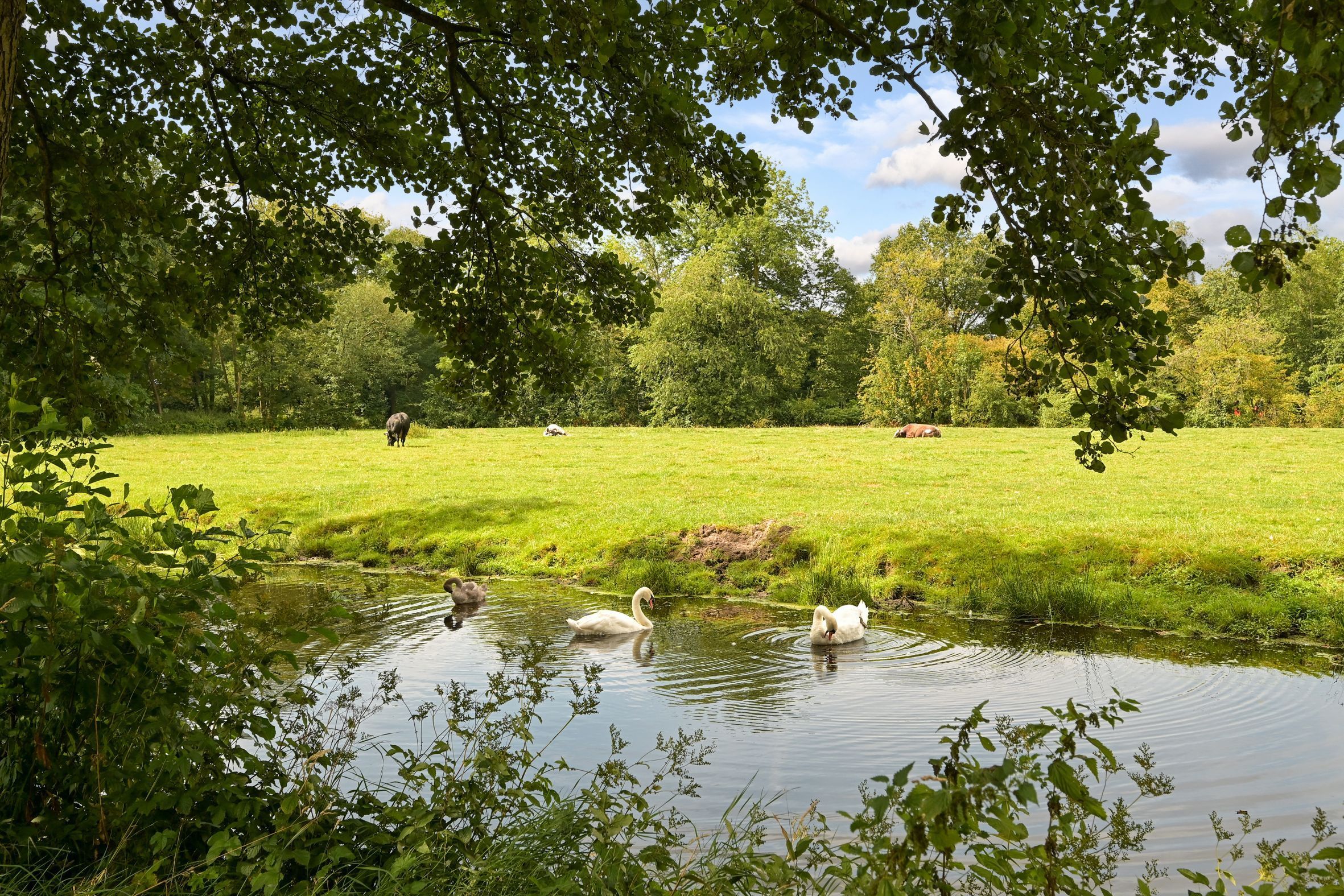 Laan van Clingendael 2 Photo Blur 65