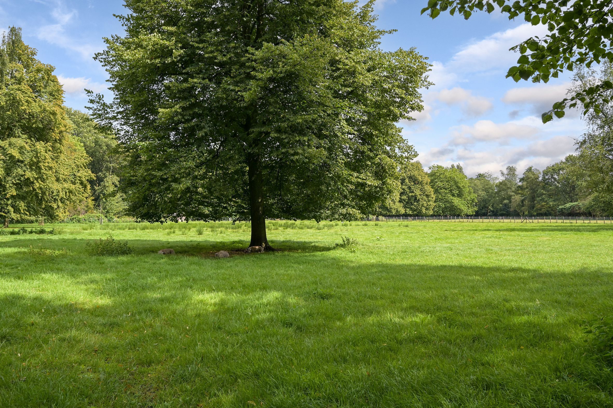 Laan van Clingendael 2 Photo Blur 67