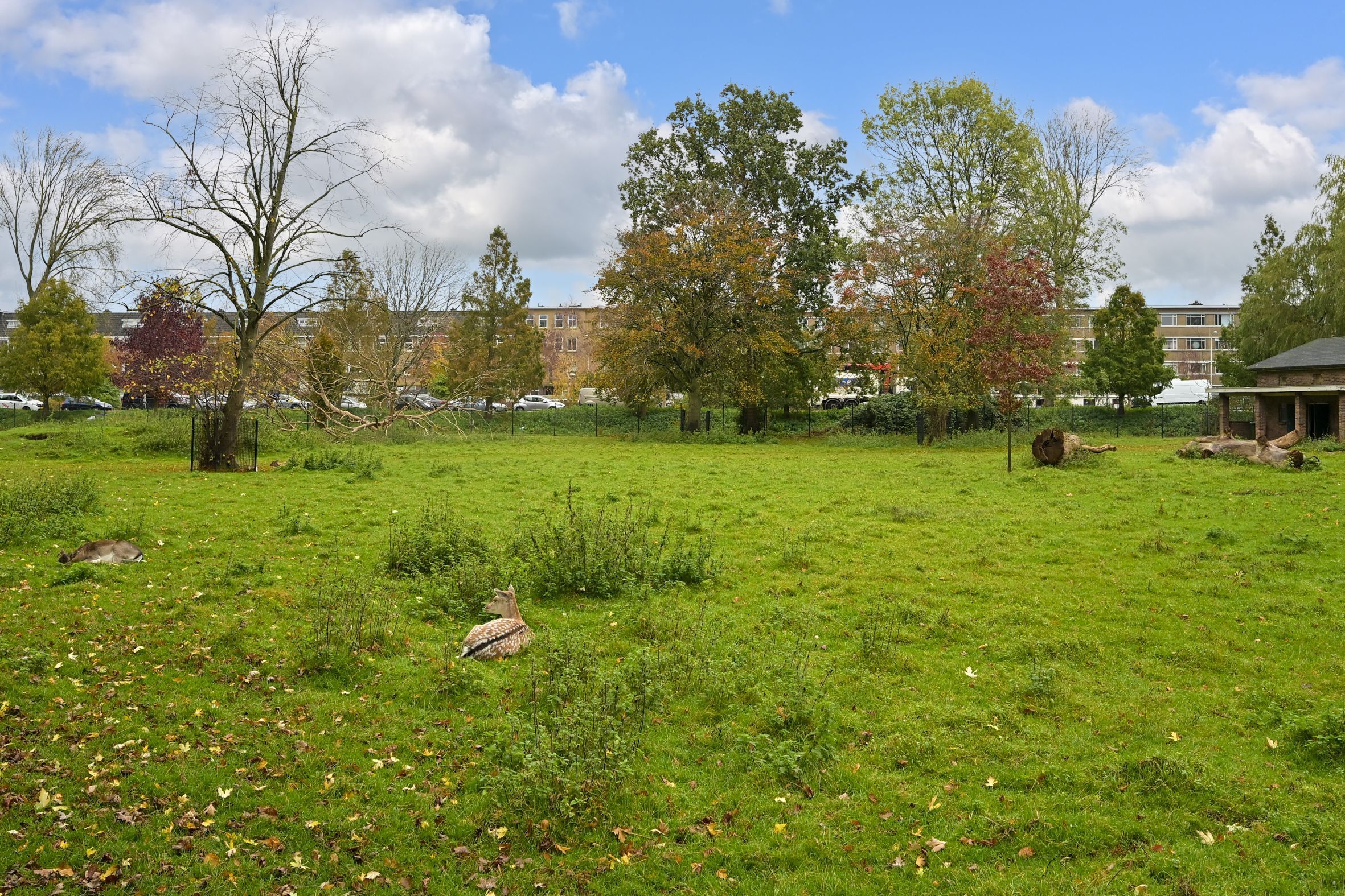 Soestdijksekade 1052 Photo Blur 21