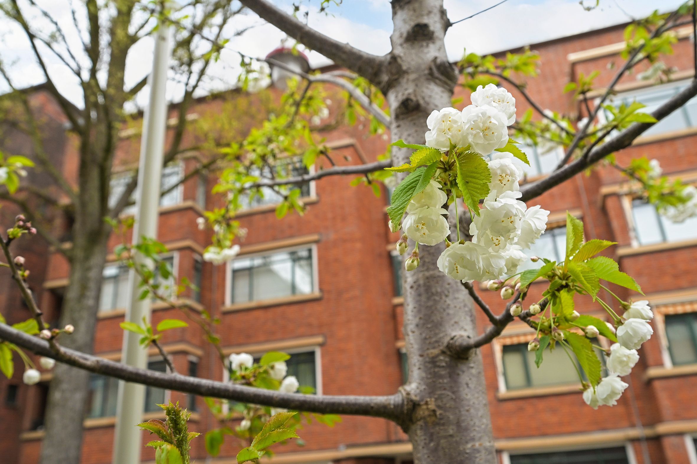 Louis Couperusplein 64 Photo Blur 2