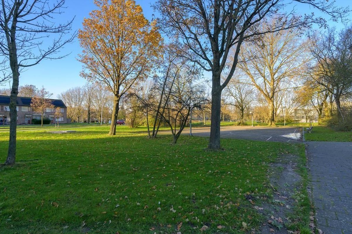 Lupinesingel 322-A Photo Blur 23