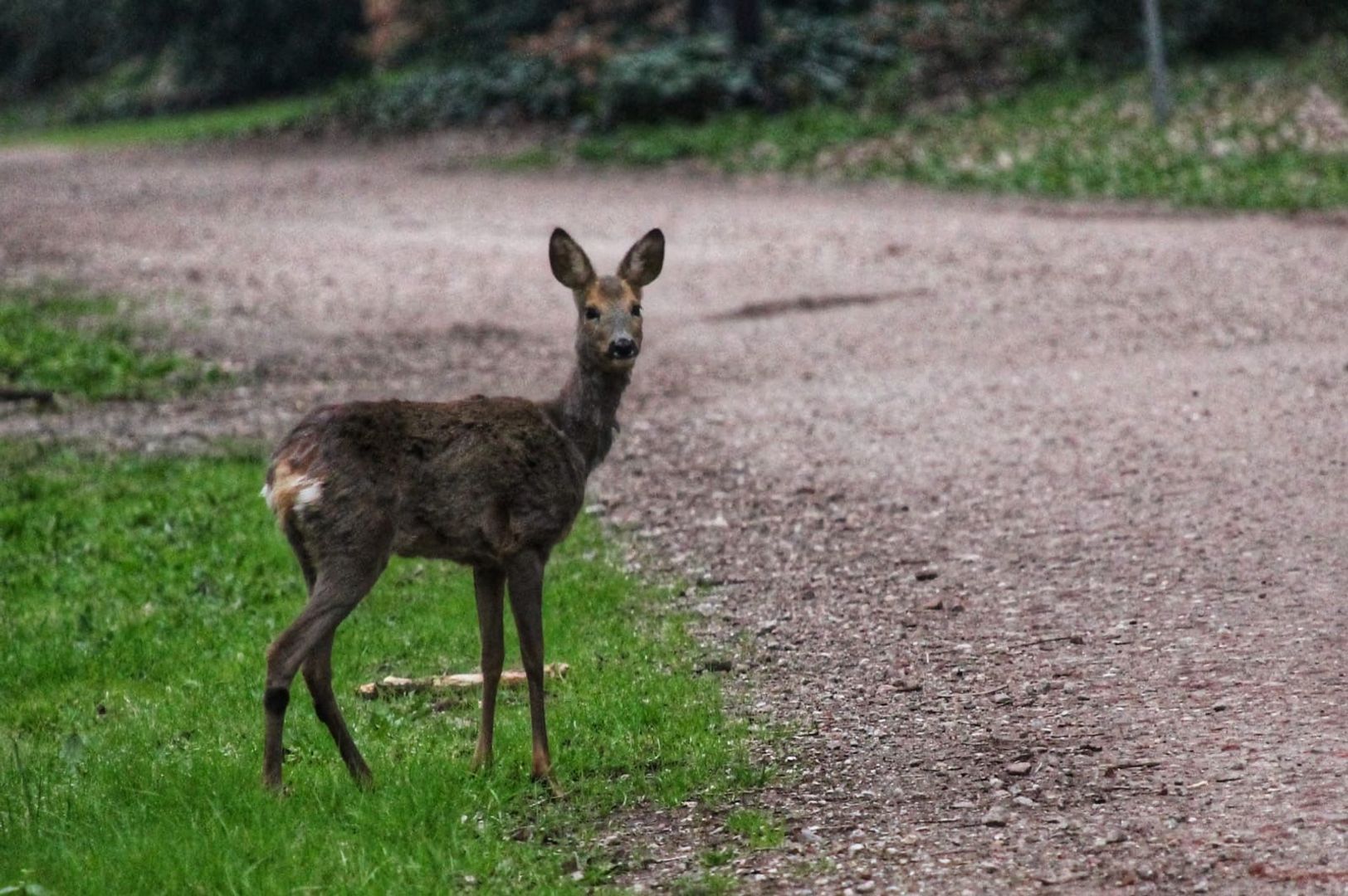 Batterinkweg 7, Ommen foto-75