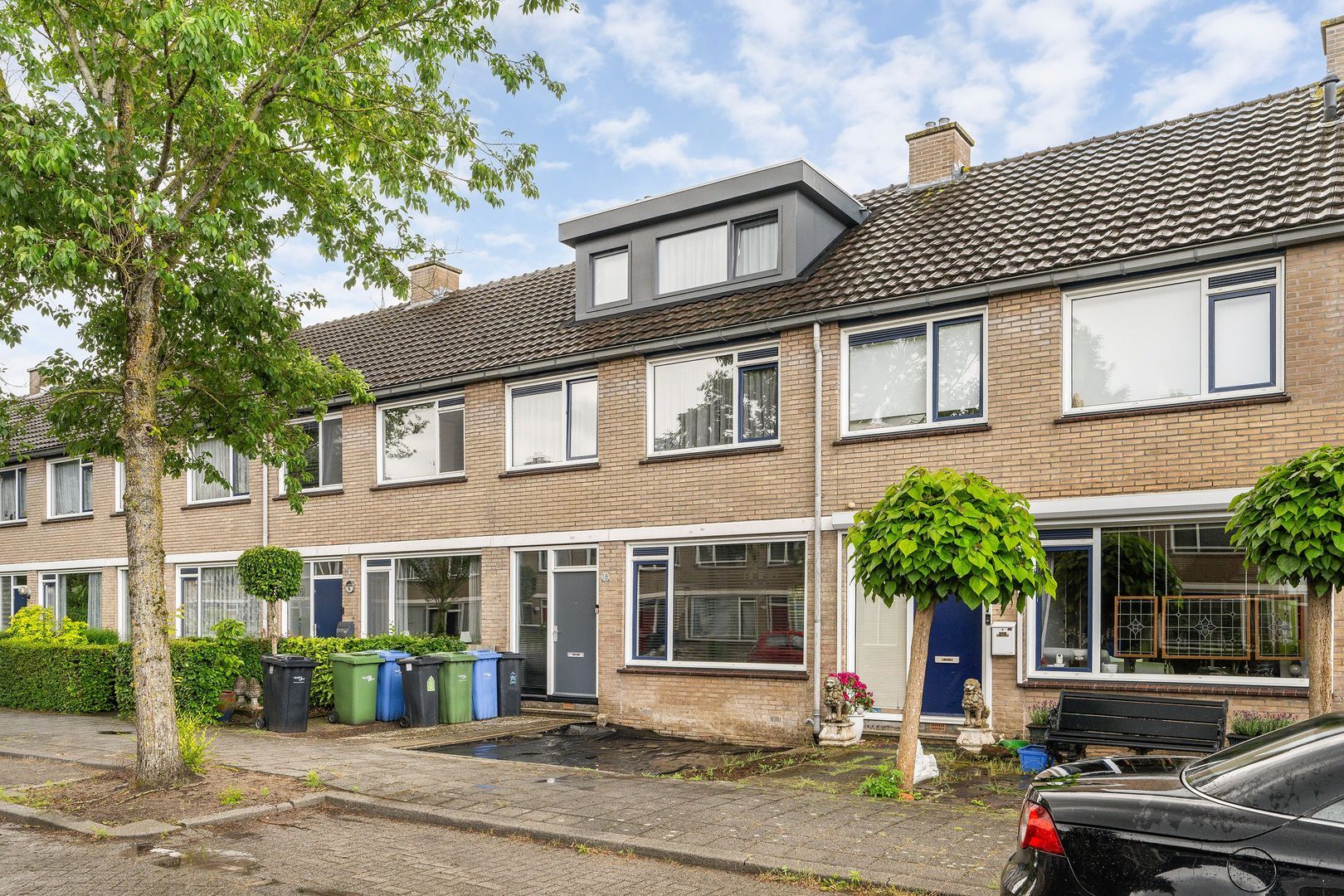 Gerardskruid, Rotterdam foto-35
