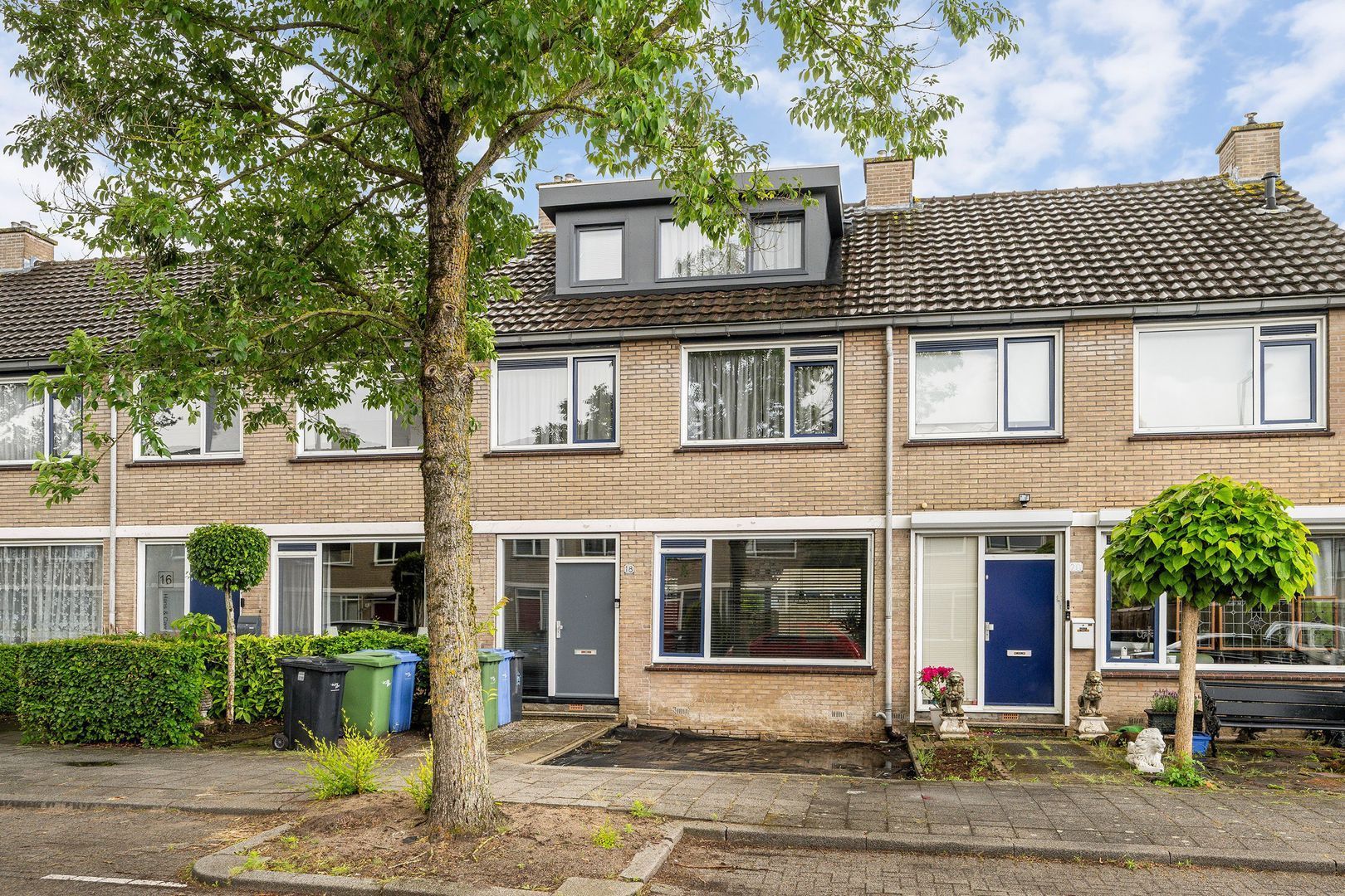 Gerardskruid, Rotterdam foto-0