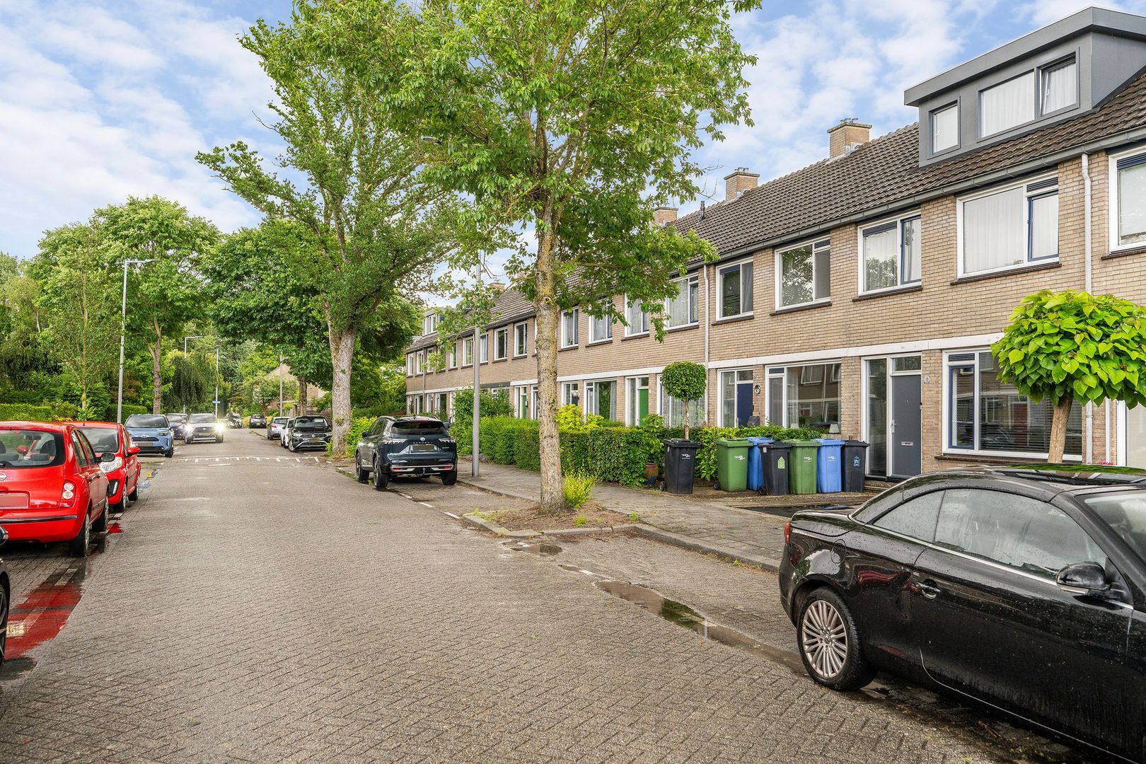 Gerardskruid, Rotterdam foto-36