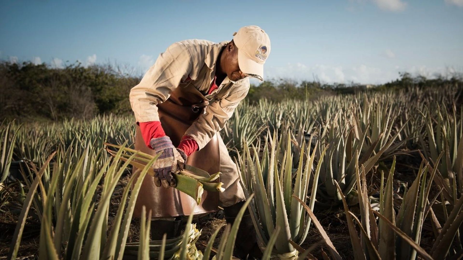 Aloe Vera Farm