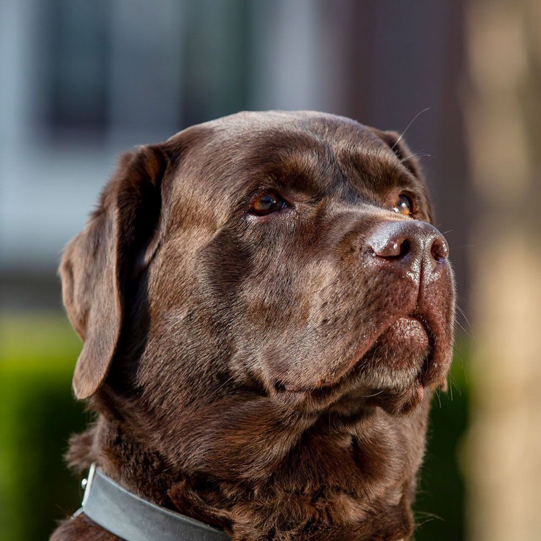 Joep
