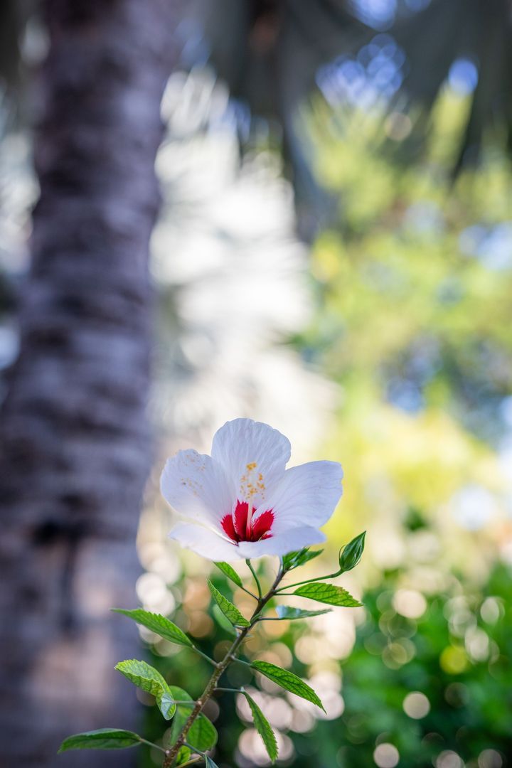 Kaya Themis 15, Van Engelen foto-68