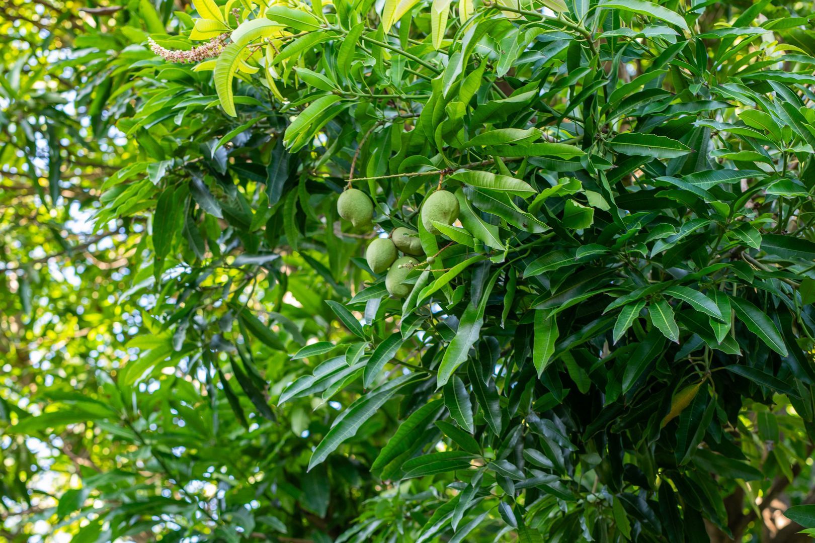 Kaya Themis 15, Van Engelen foto-56