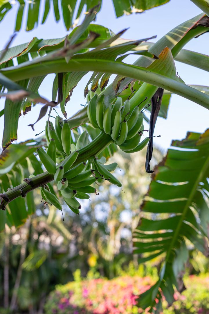 Kaya Themis 15, Van Engelen foto-57