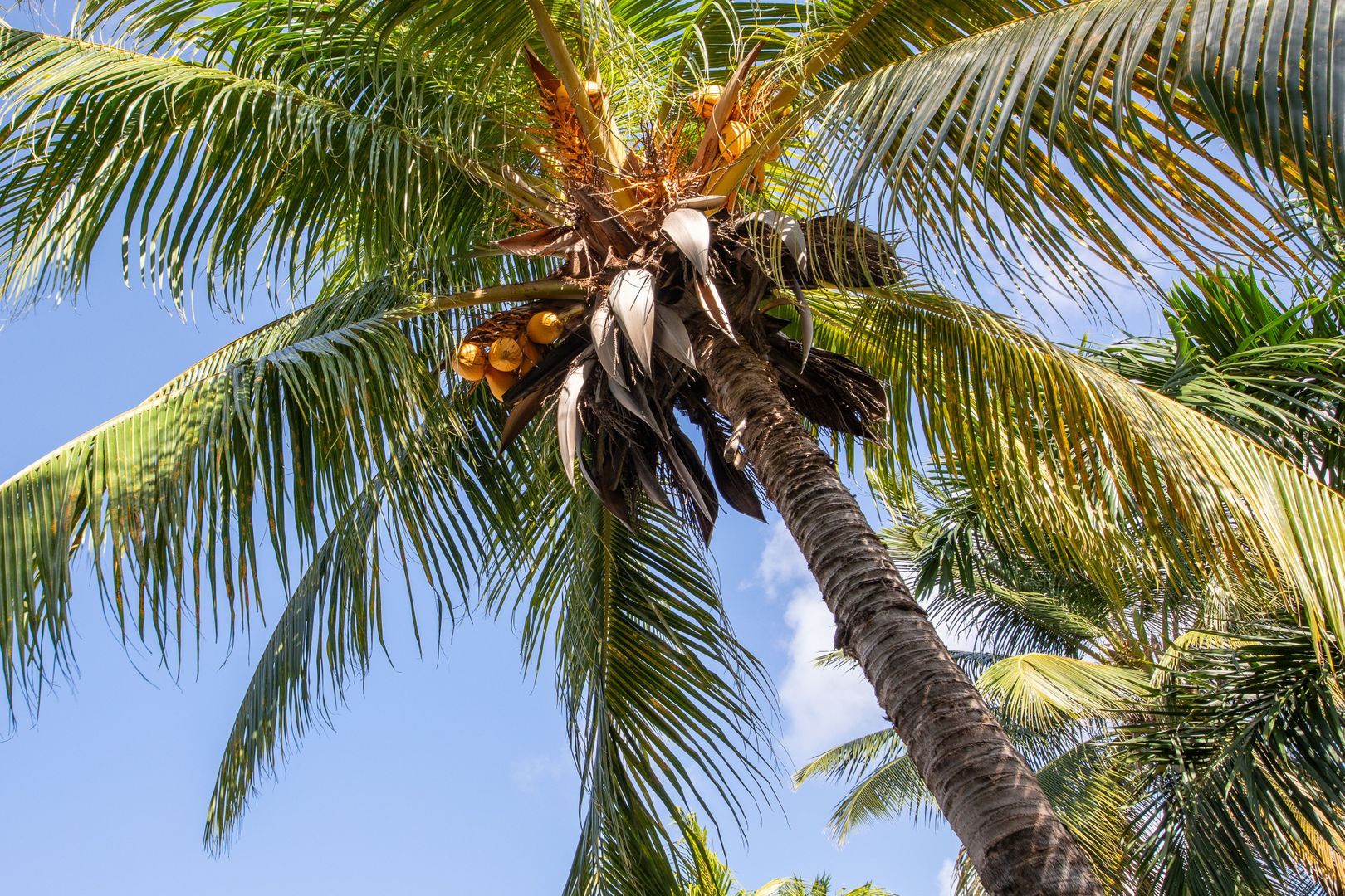 Kaya Themis 15, Van Engelen foto-22