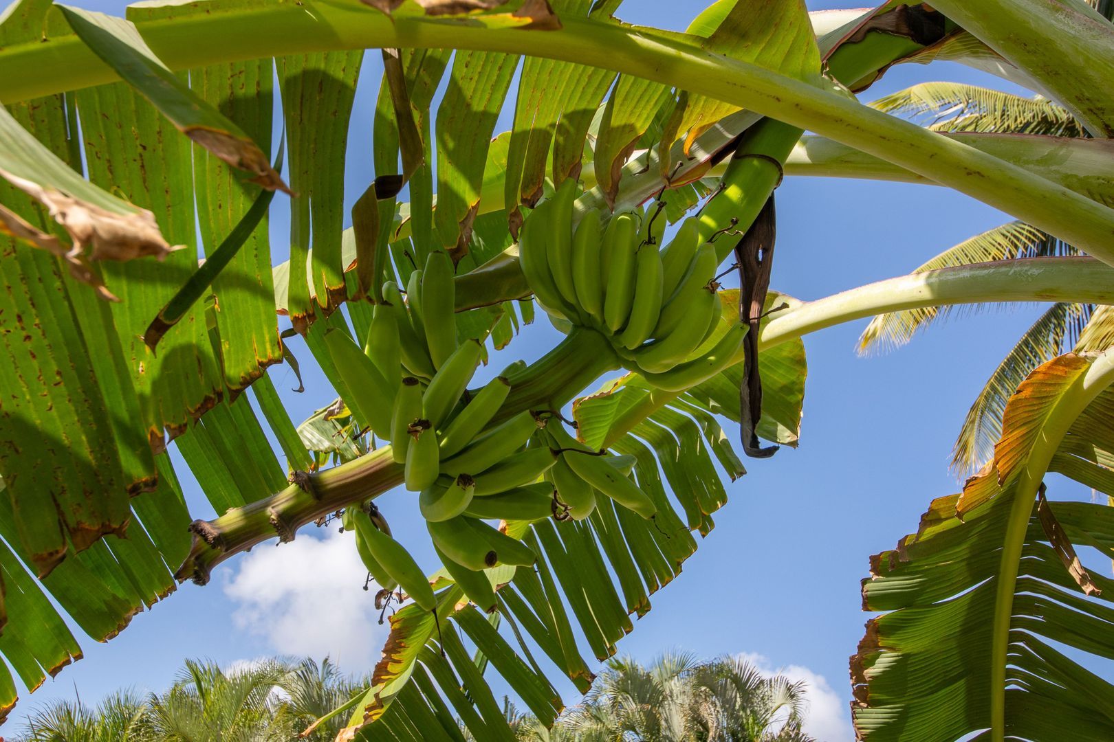 Kaya Themis 15, Van Engelen foto-21