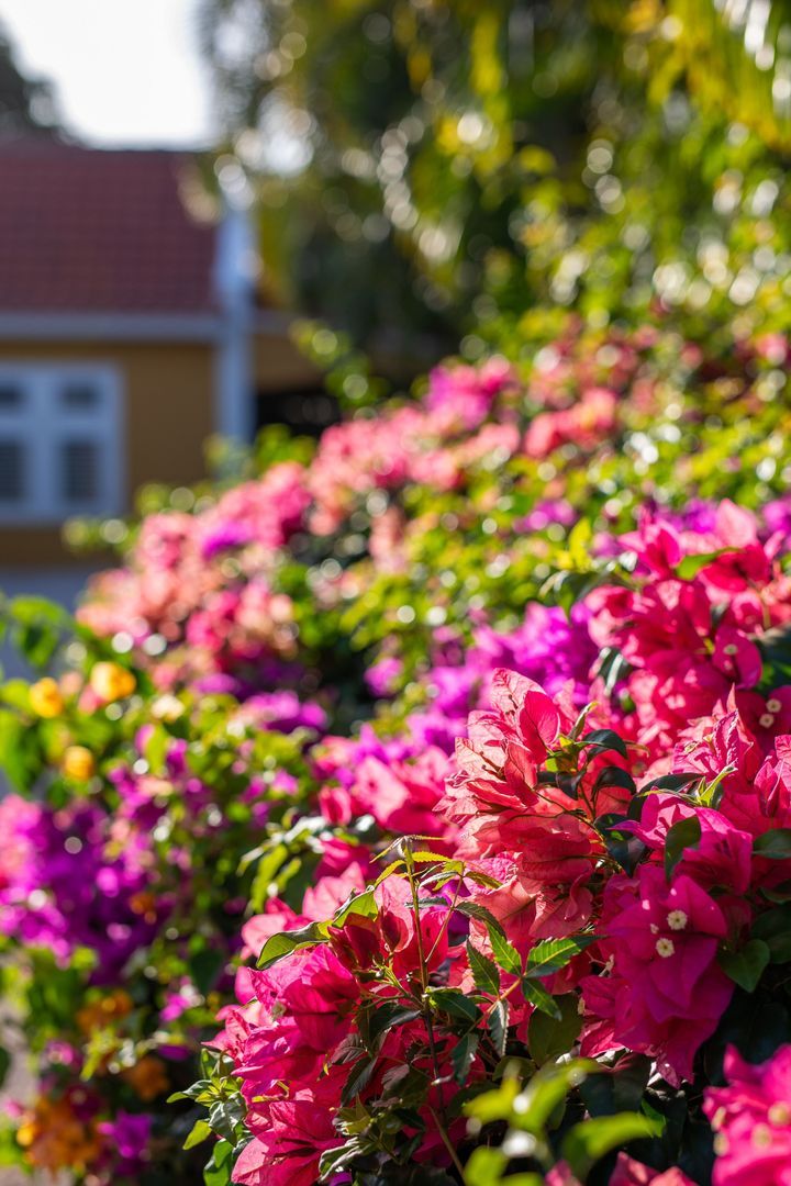 Kaya Themis 15, Van Engelen foto-58