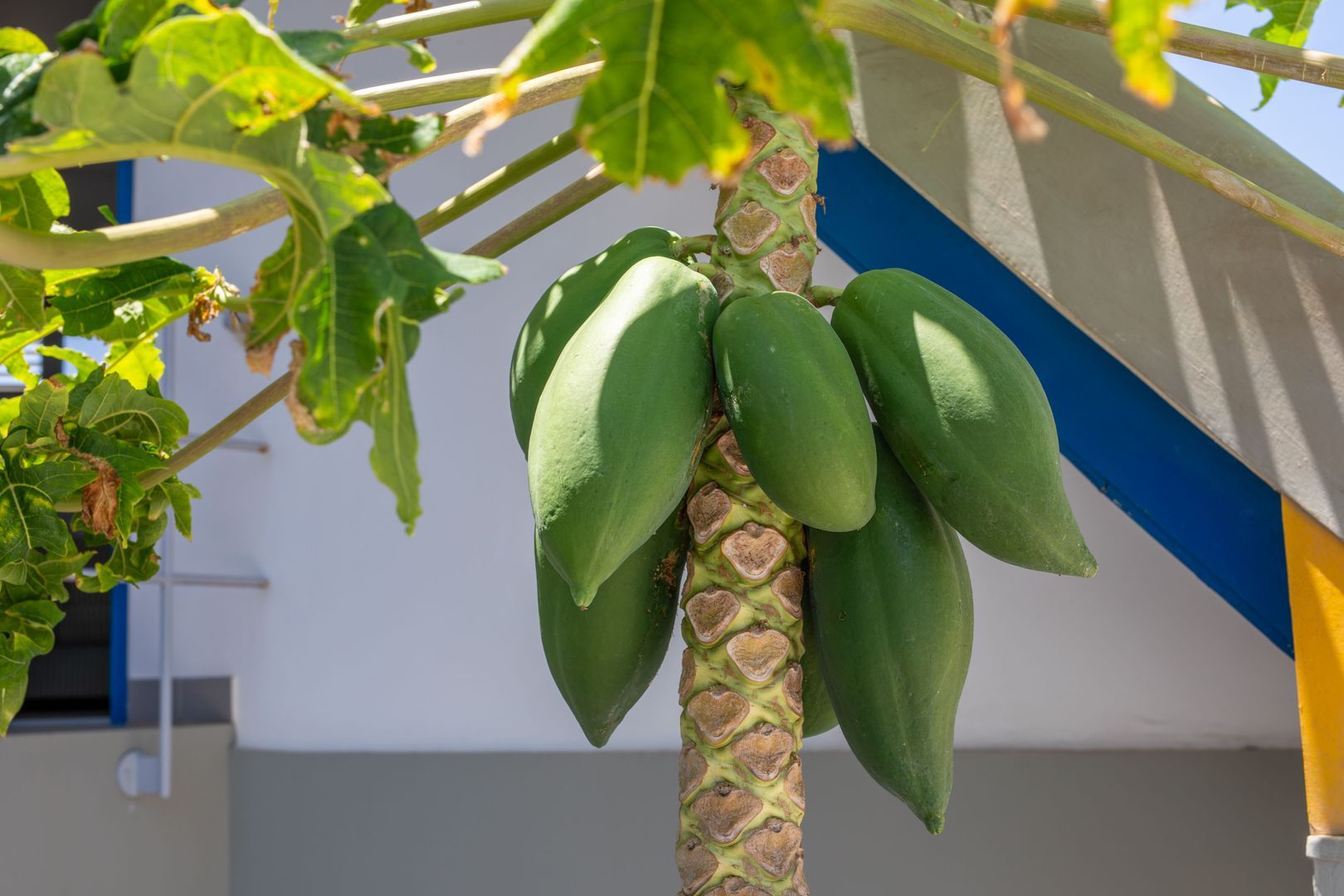 Kaya Papilon 12, Jan Thiel foto-62