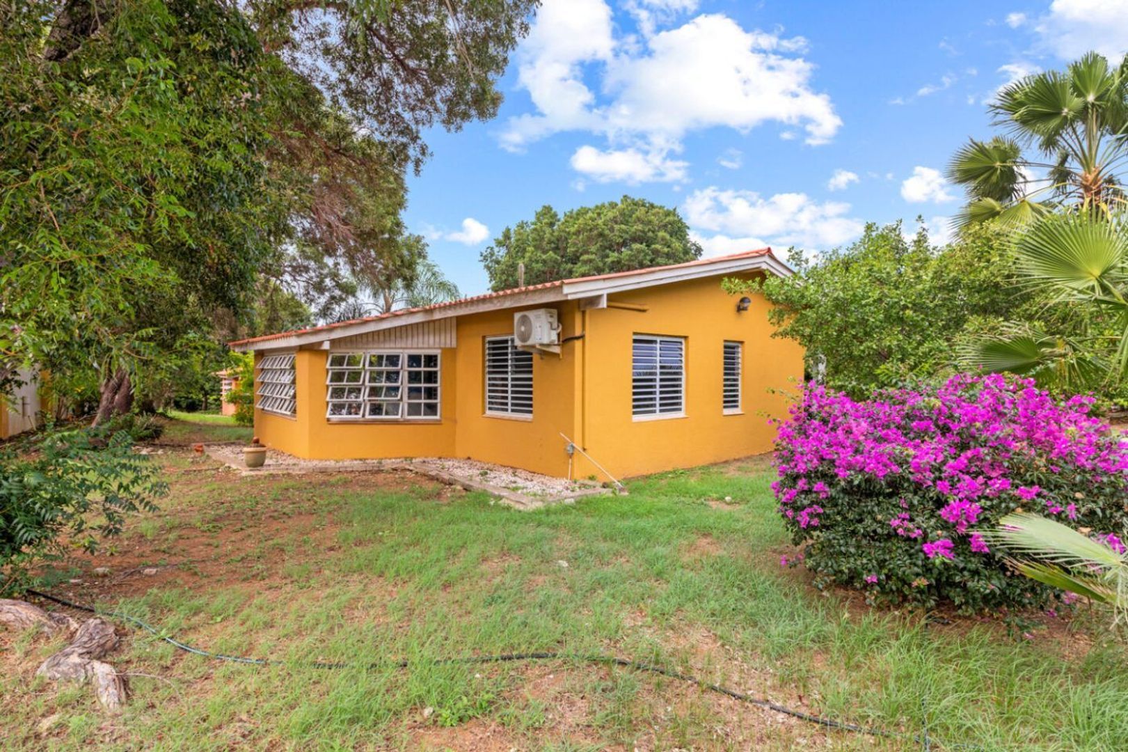 Seru Coral Geel, Seru Coral foto-17