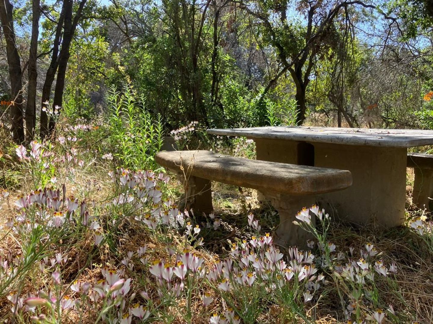 Oasis de La Campana, Quillota foto-0