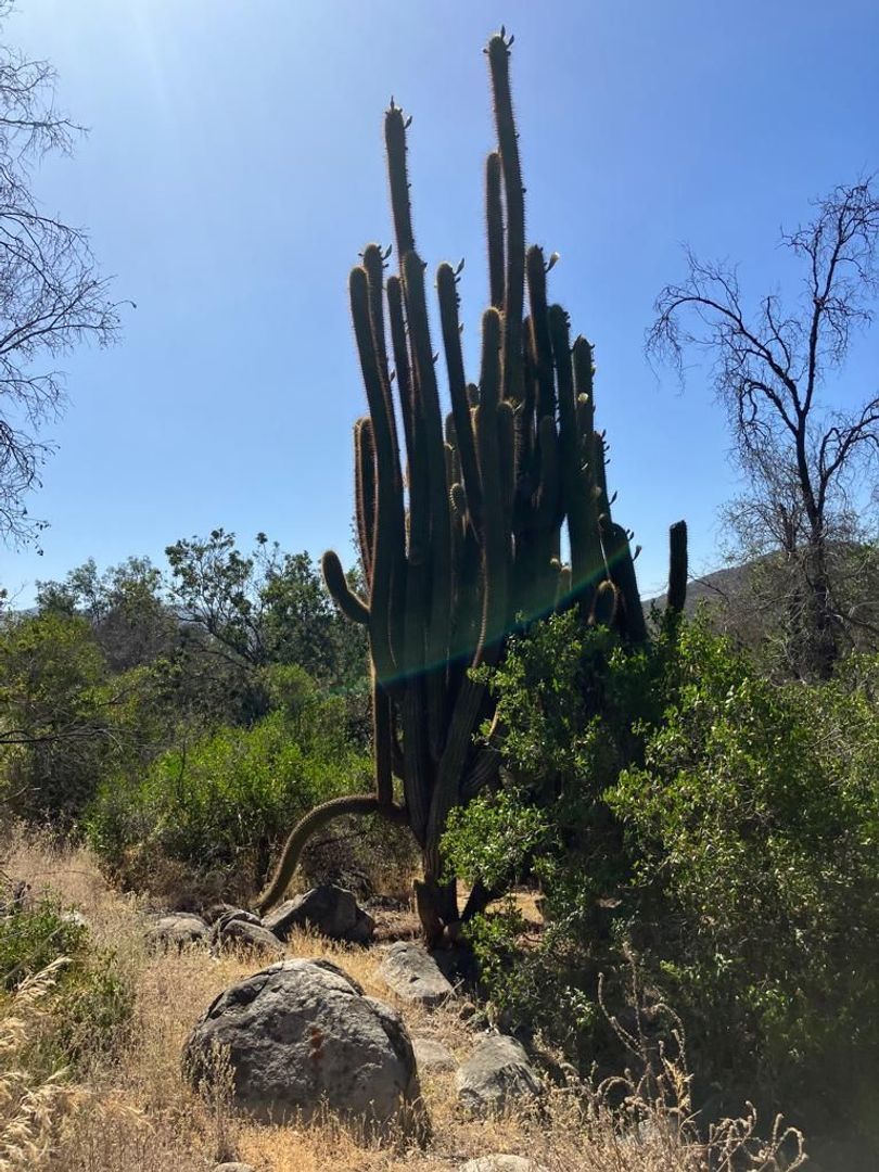 Oasis de La Campana, Quillota foto-10