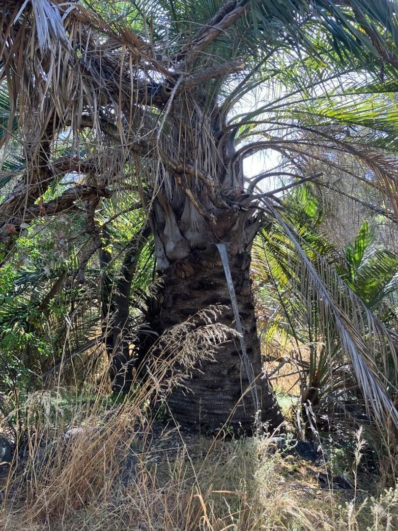 Oasis de La Campana, Quillota foto-22