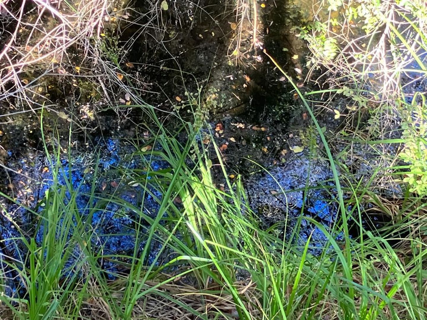 Oasis de La Campana, Quillota foto-21