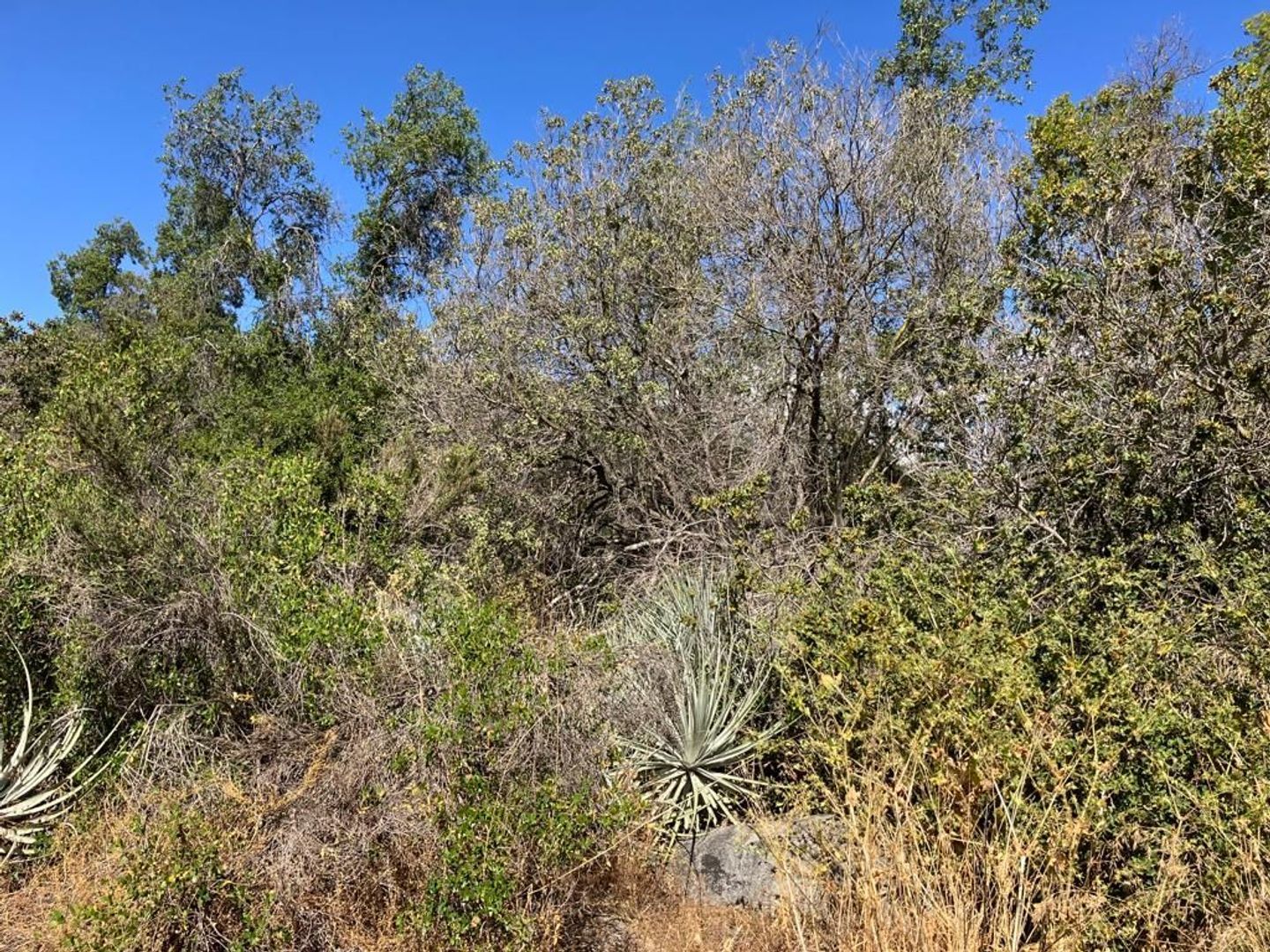 Oasis de La Campana, Quillota foto-11