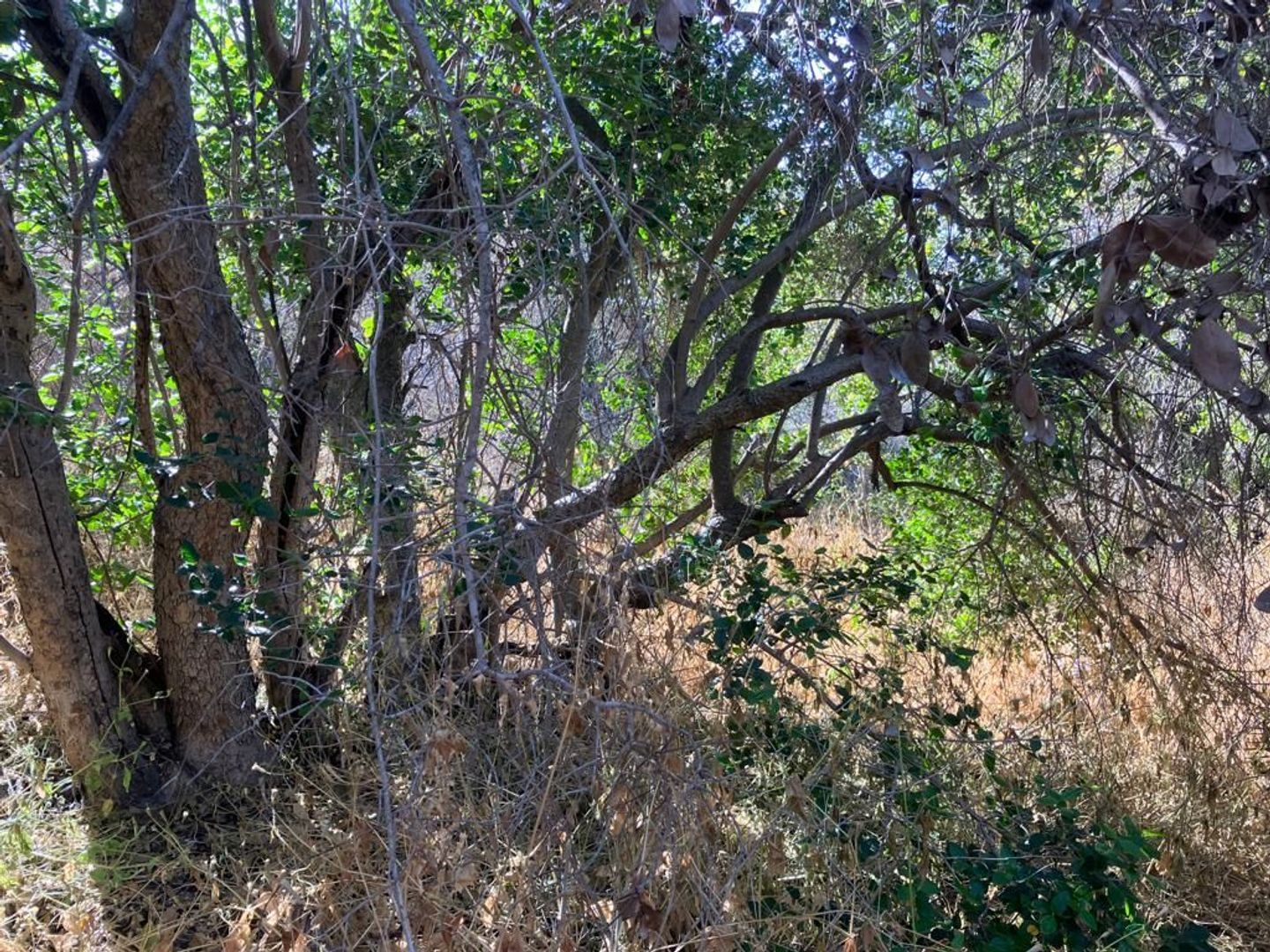 Oasis de La Campana, Quillota foto-16