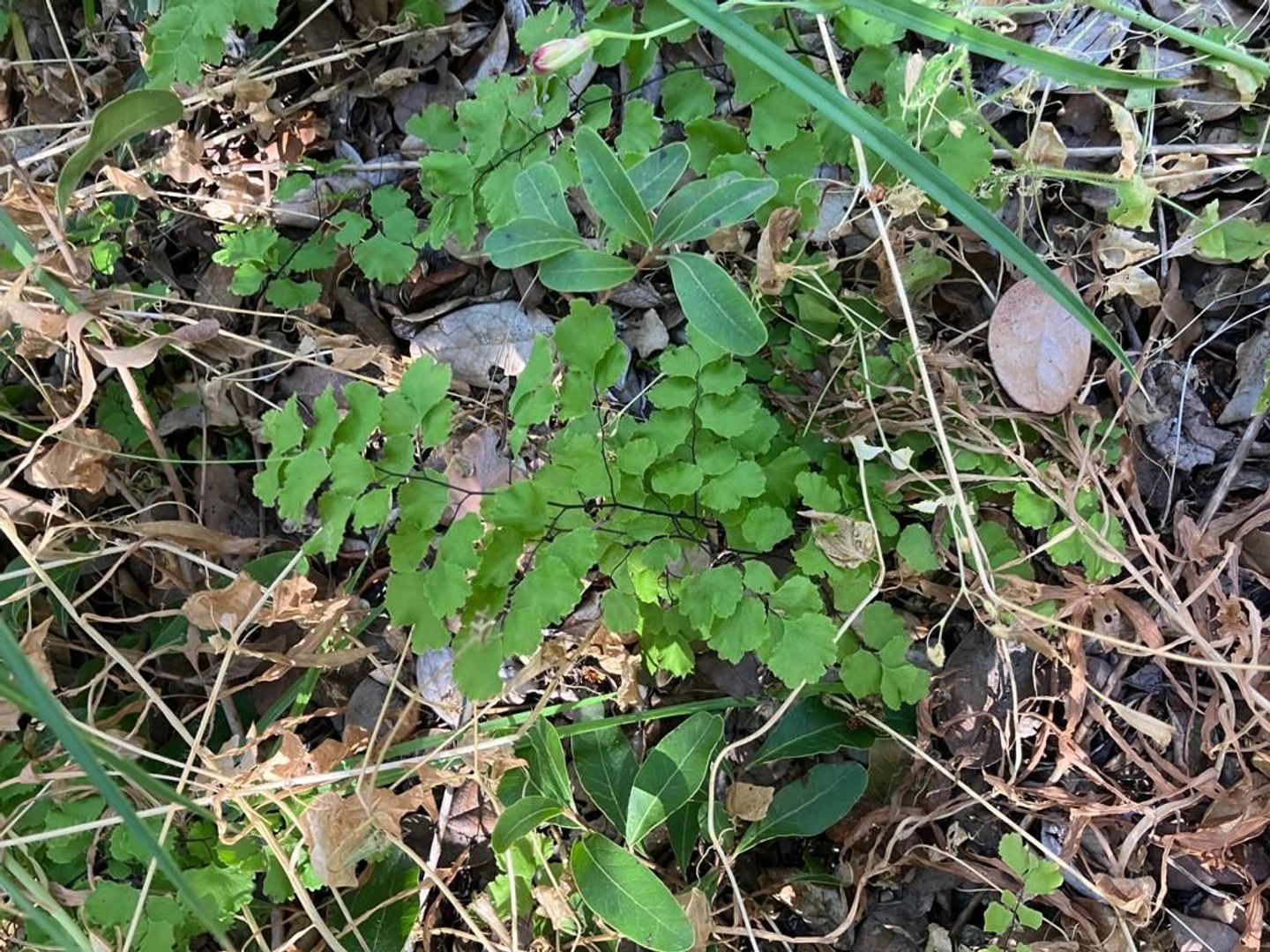 Oasis de La Campana, Quillota foto-17