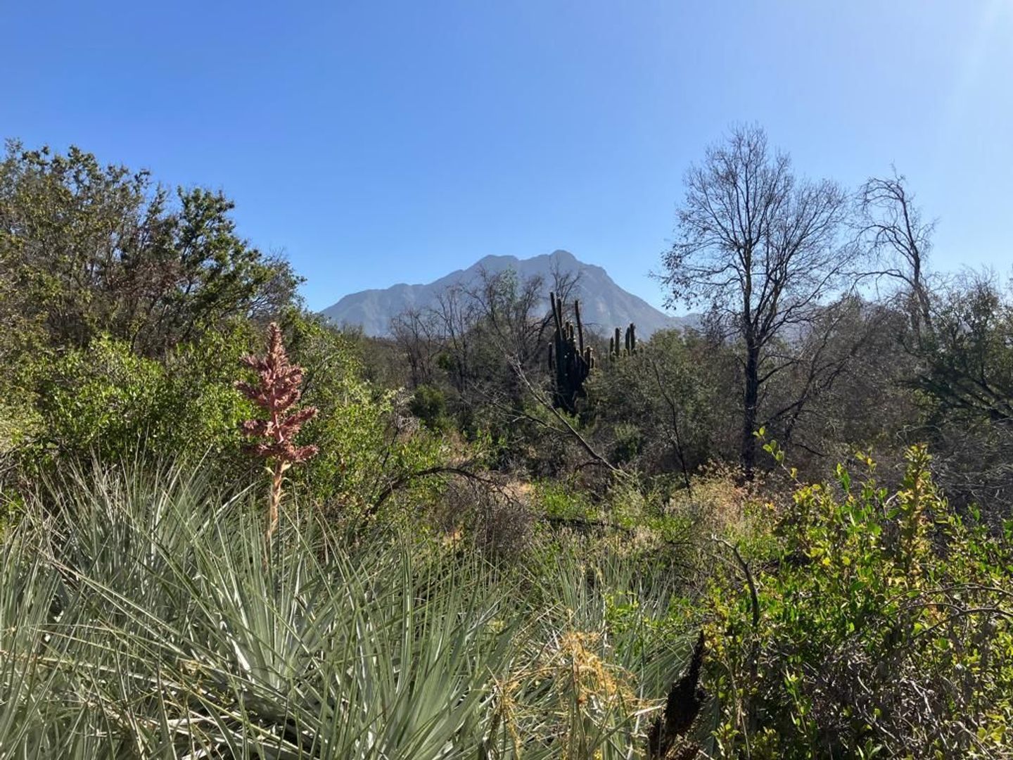 Oasis de La Campana, Quillota foto-13