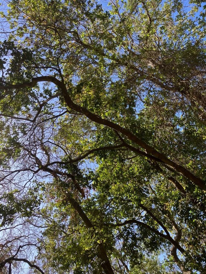 Oasis de La Campana, Quillota foto-20