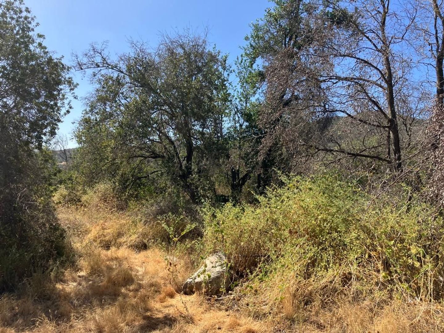 Oasis de La Campana, Quillota foto-12