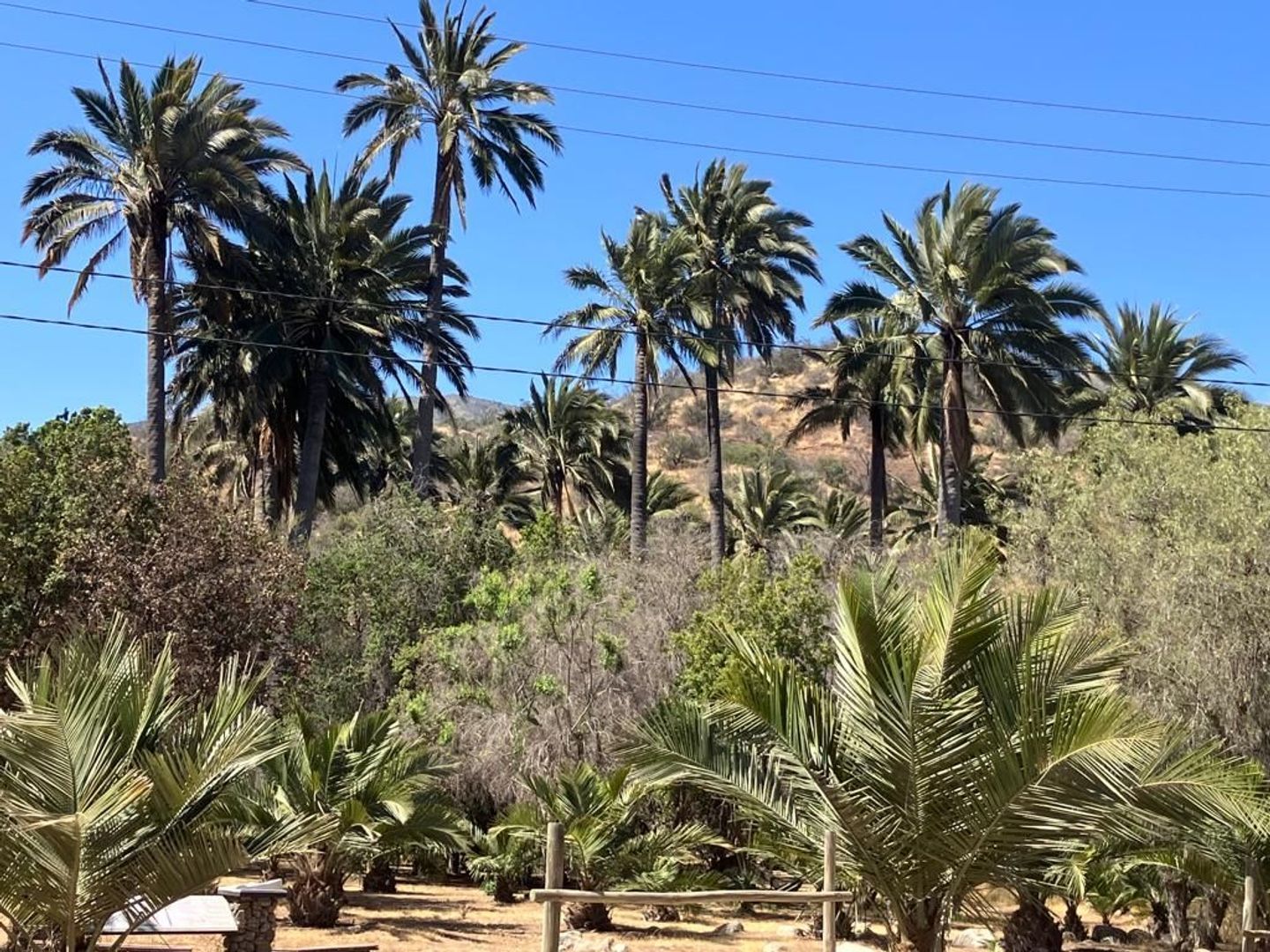 Oasis de La Campana, Quillota foto-5