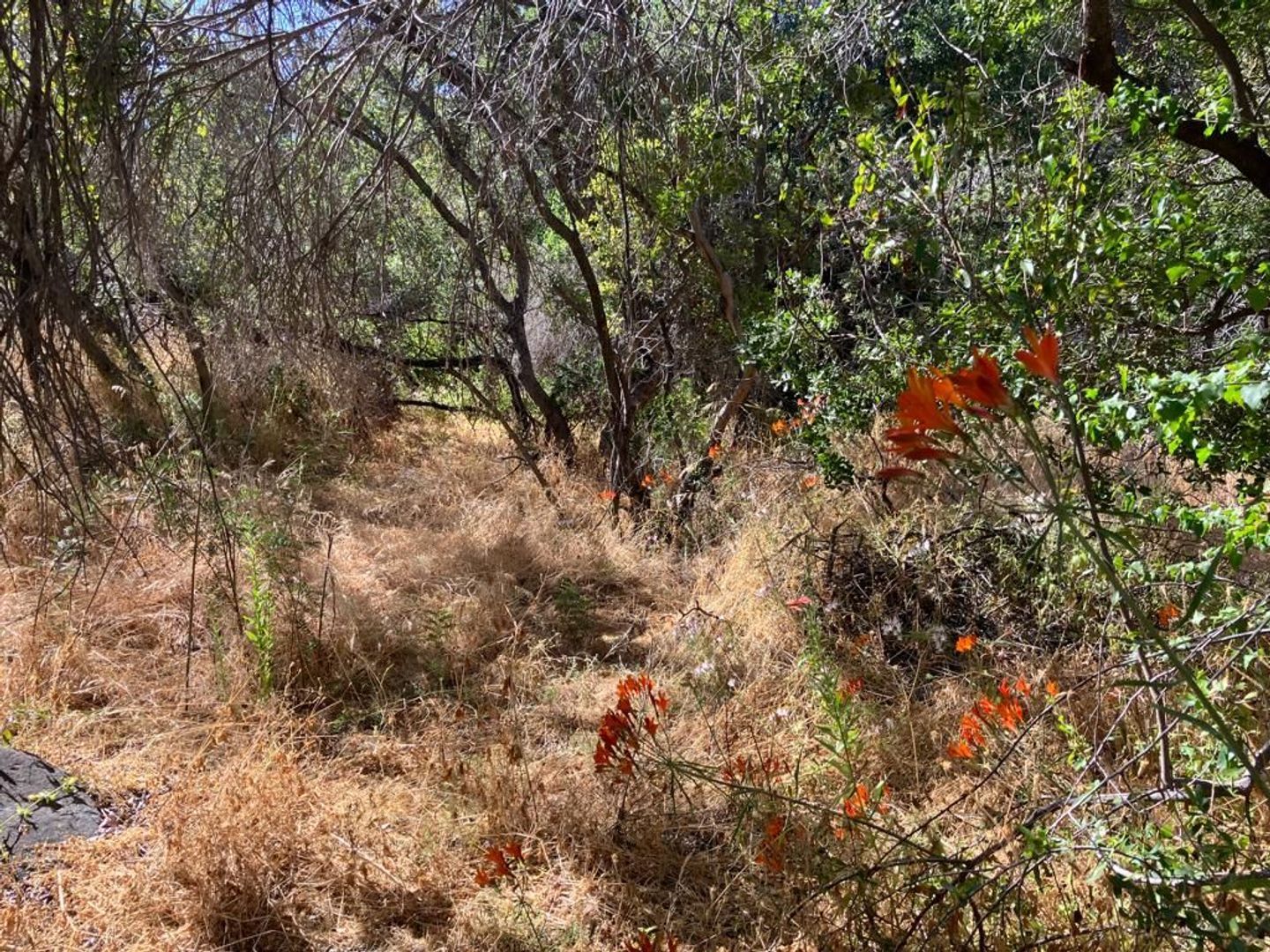 Oasis de La Campana, Quillota foto-18