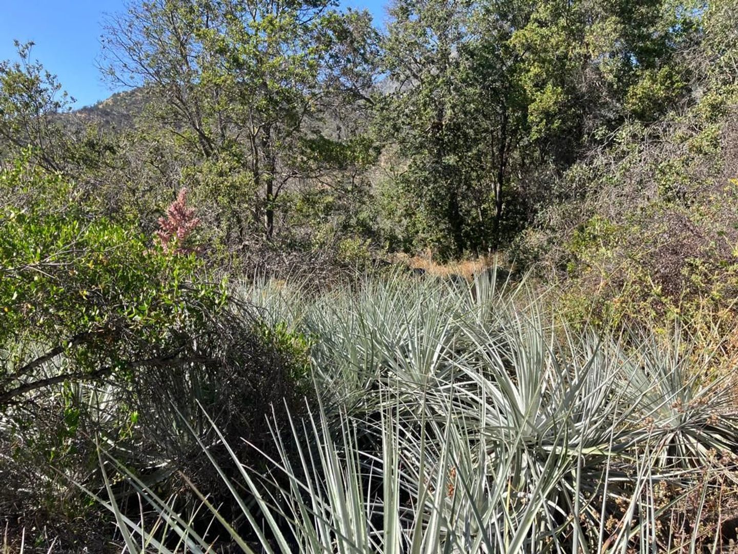 Oasis de La Campana, Quillota foto-14