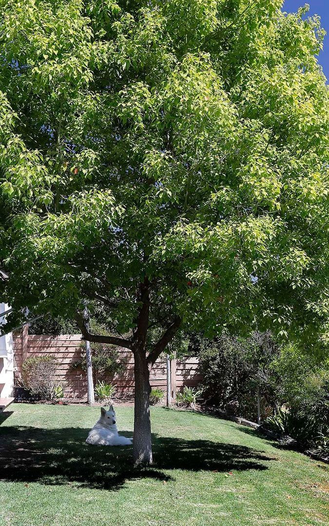 Camino de la Hacienda, Santiago foto-25