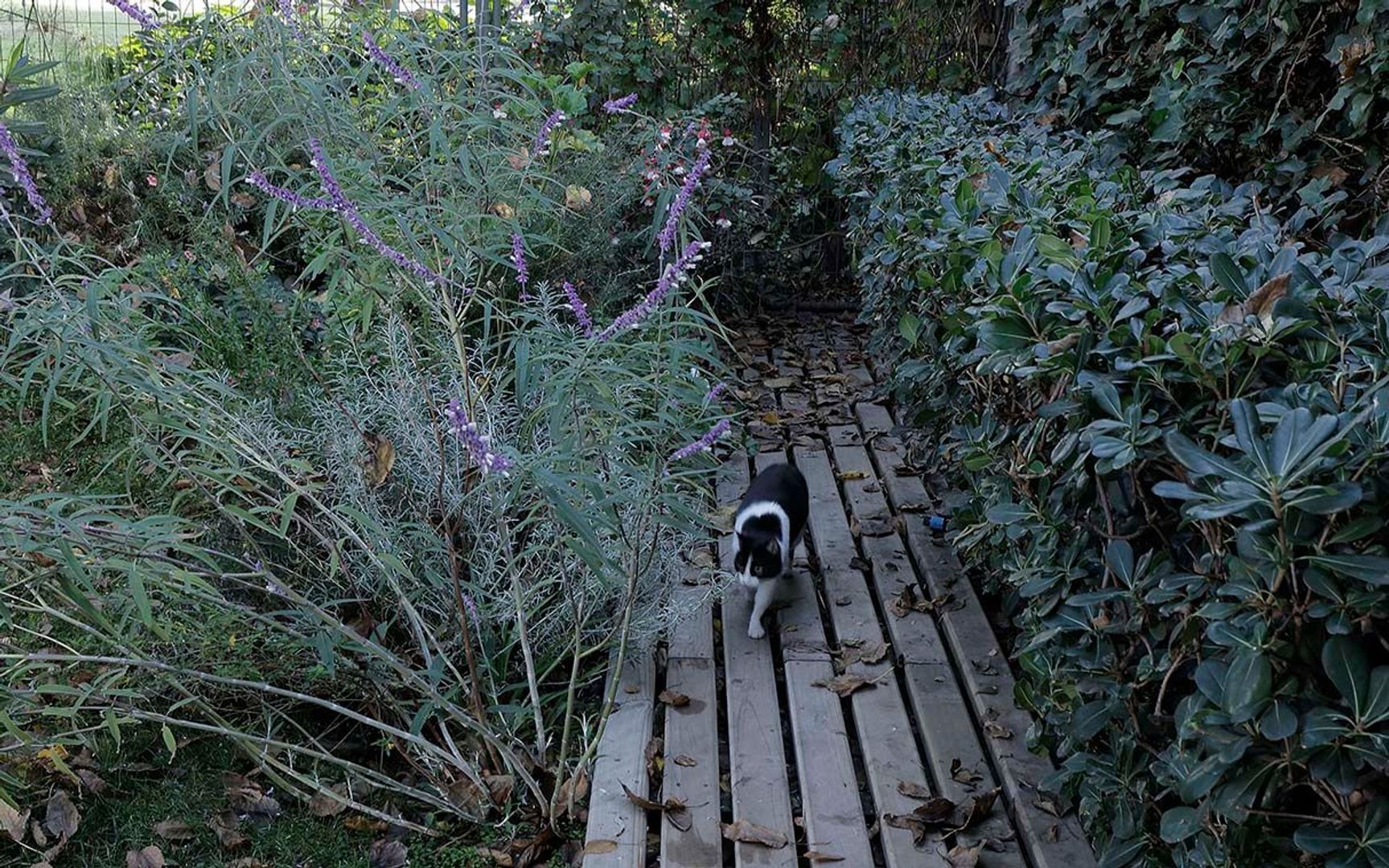 Monseñor Edwards, Santiago foto-29