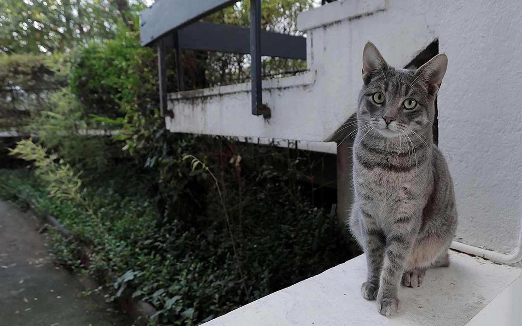 Aurelio González, Santiago foto-10