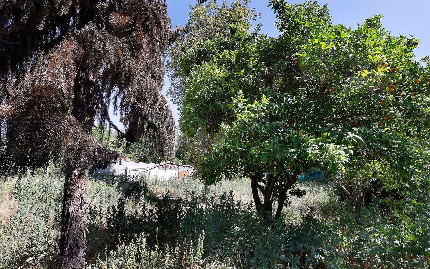 Nocedal, Santiago foto-5