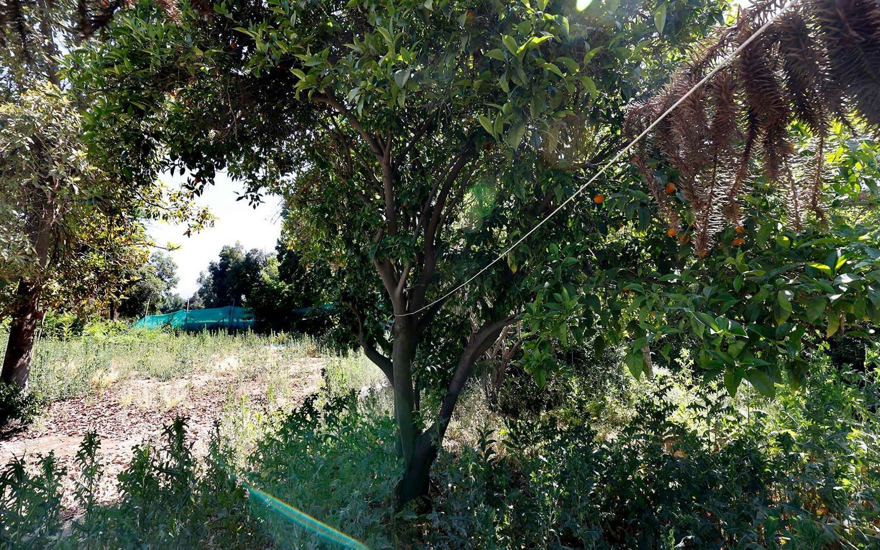 Nocedal, Santiago foto-22