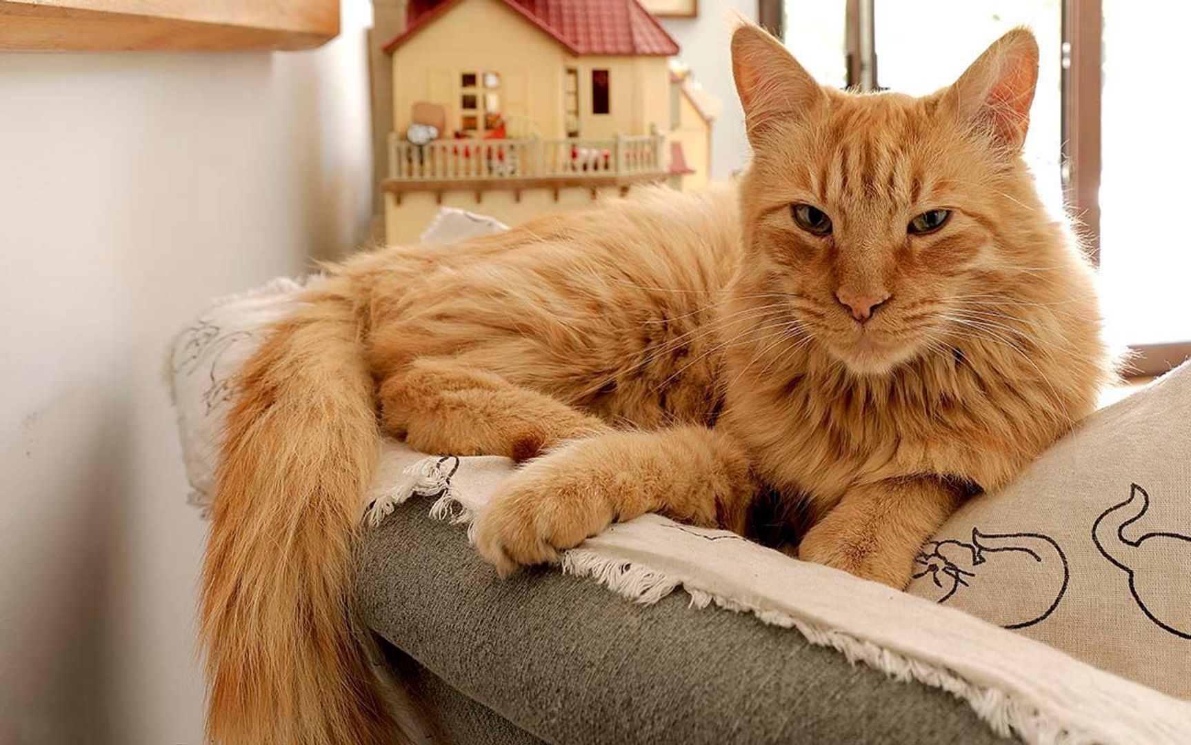 Juan Palau, Santiago foto-26