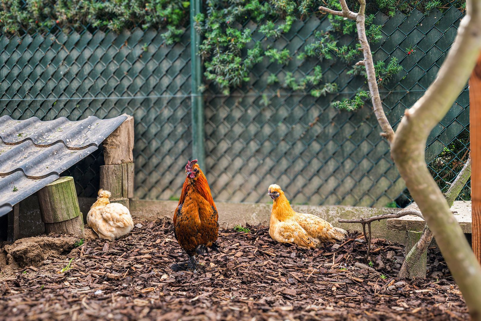 Bonaertsweg 6, Bunde foto-24