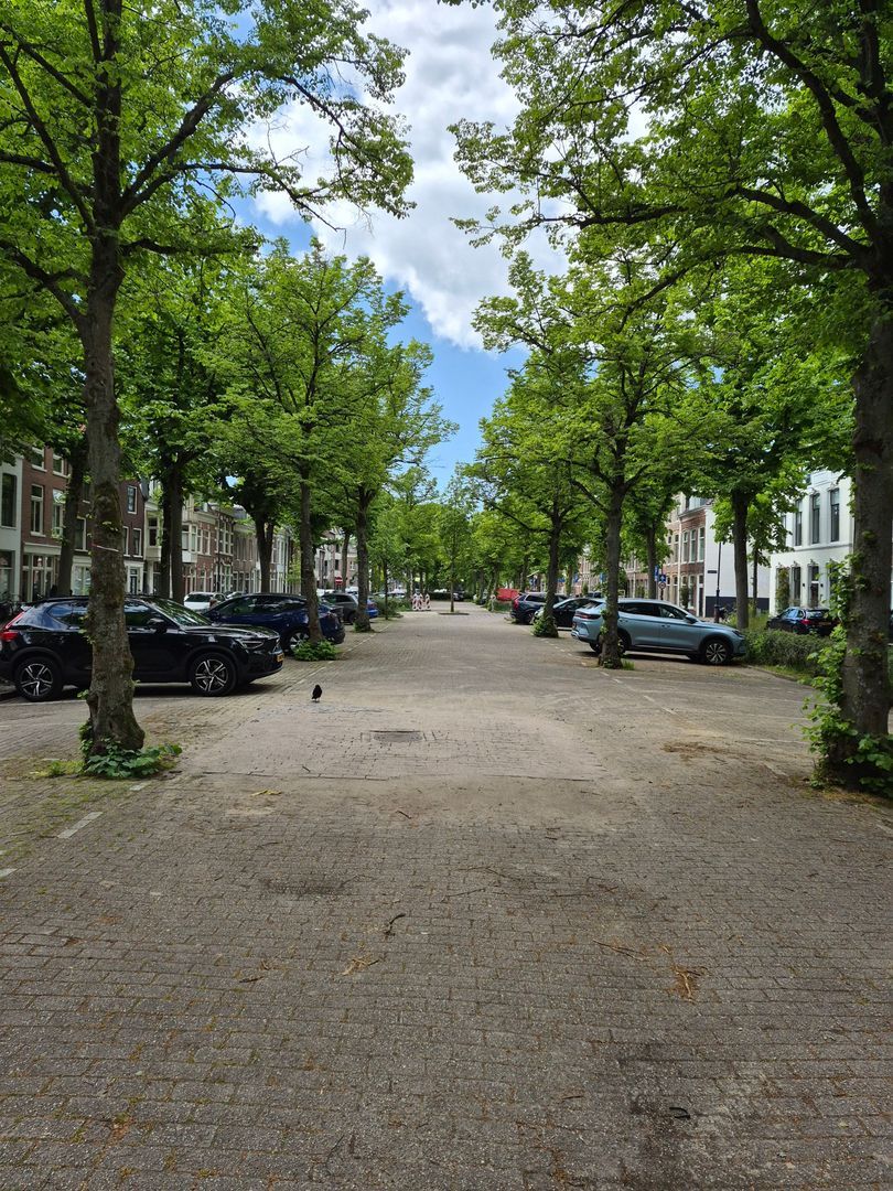 Ripperdapark, Haarlem foto-49